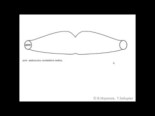 [professor v izranov] metencephalon. pos.