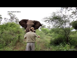 [daily dose of internet] man scares away charging elephant