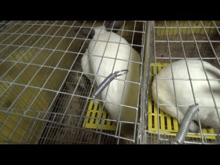 [sunny rabbit] mating rabbits at any time without the female hunting.