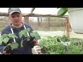 [garden, garden, own hands] how to feed seedlings of cucumbers so that they are fat and stocky.